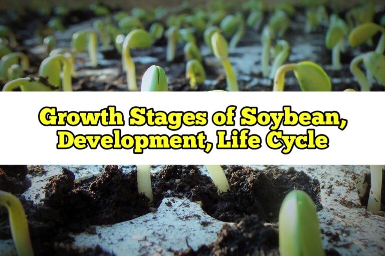 Growth Stages Of Soybean Development Life Cycle