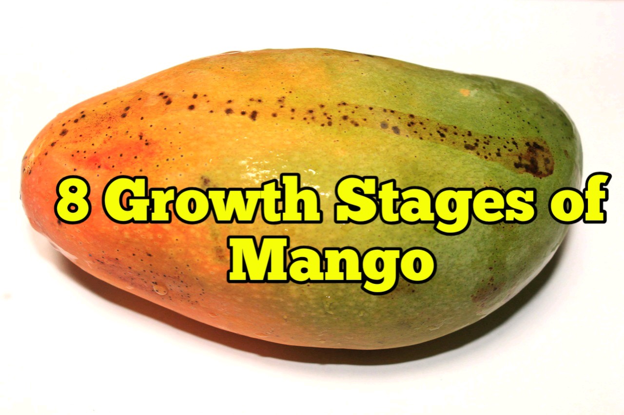 Growth Stages of Mango, Life Cycle Rockets Garden
