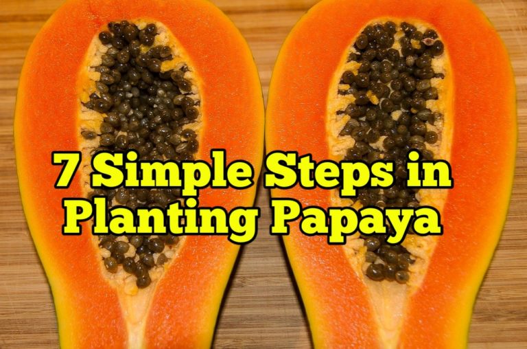 7 Simple Steps in Planting Papaya Tree – Rockets Garden