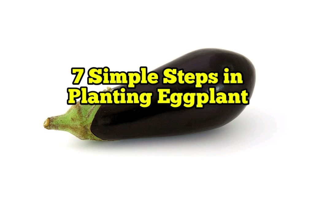 Simple Steps in Planting Eggplant