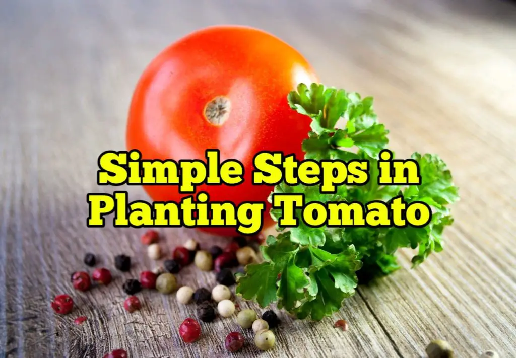Simple Steps in Planting Tomato