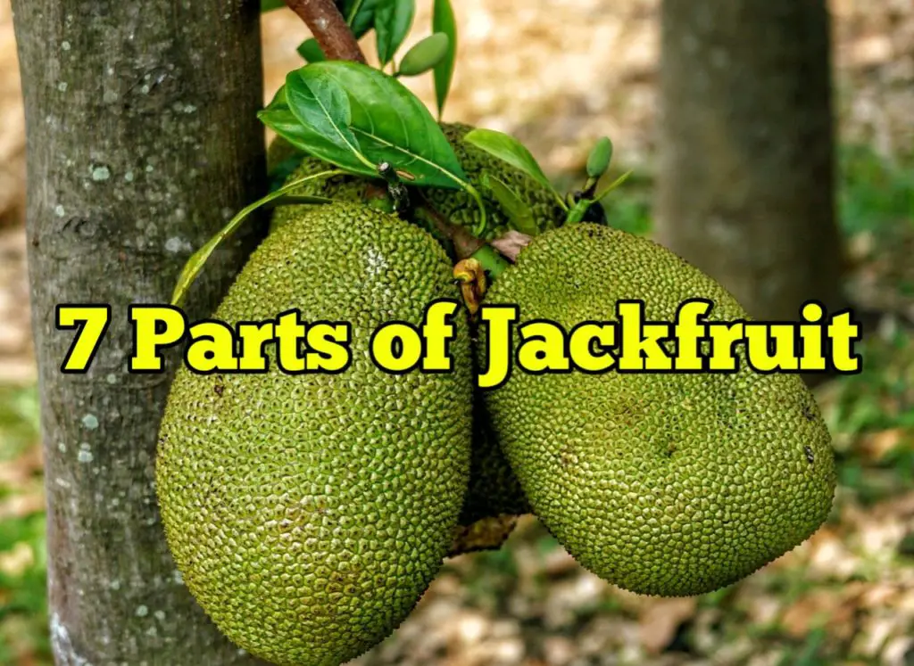 Parts of Jackfruit
