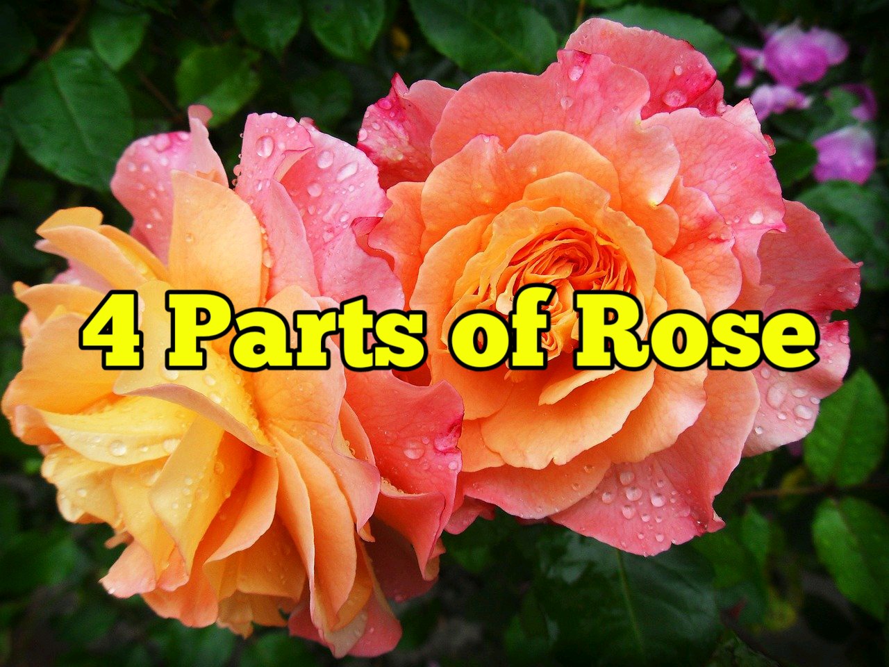 4 Parts of Rose Rockets Garden