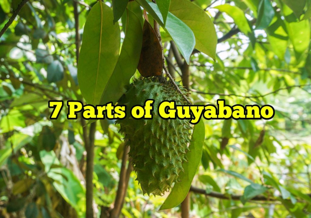 Parts of Guyabano