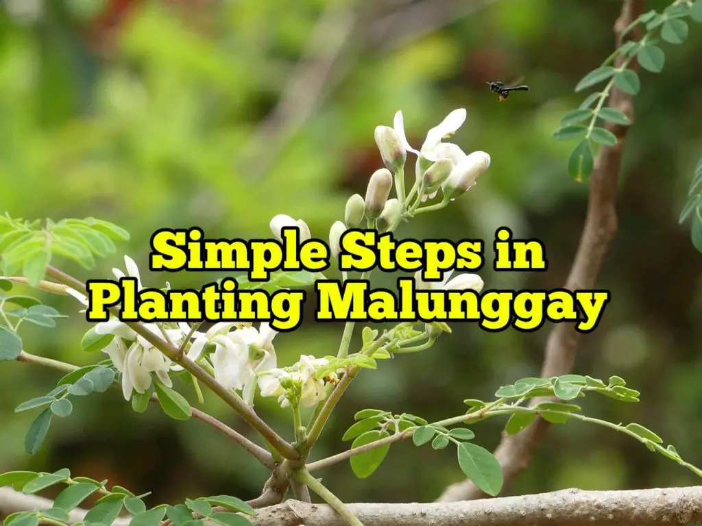 Simple Steps in Planting Malunggay