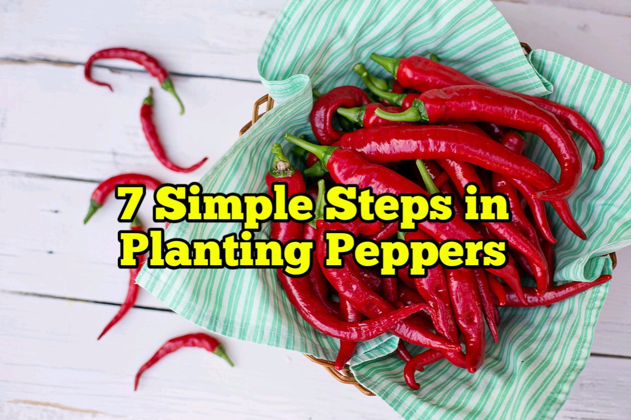 7 Simple Steps in Planting Peppers Rockets Garden
