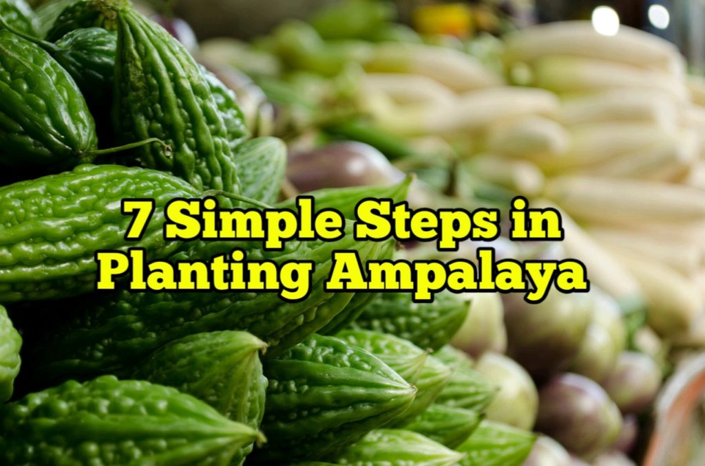 Simple Steps in Planting Ampalaya
