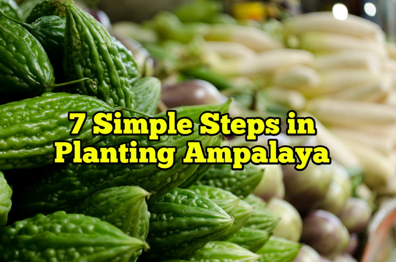 7-simple-steps-in-planting-ampalaya-rockets-garden