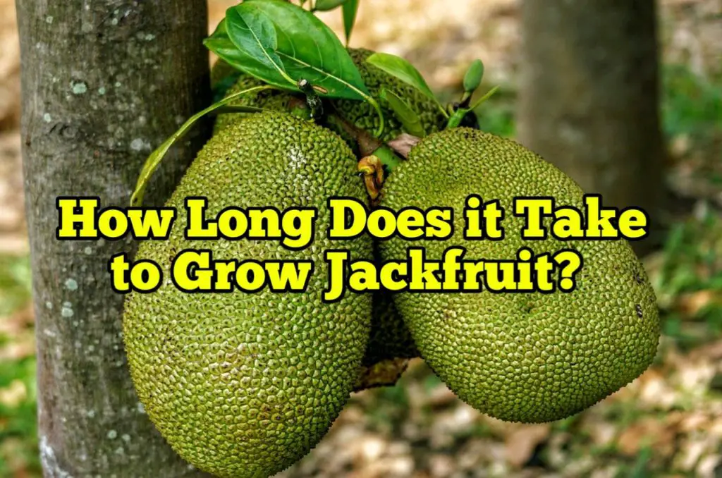How Long Does it Take to Grow Jackfruit
