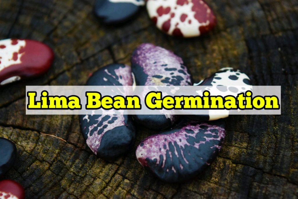 Lima Bean Germination