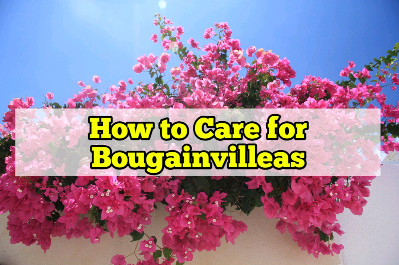 How to Care for Bougainvilleas? Rockets Garden