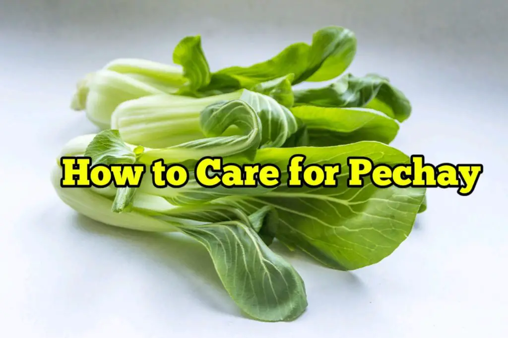 How to Care for Pechay