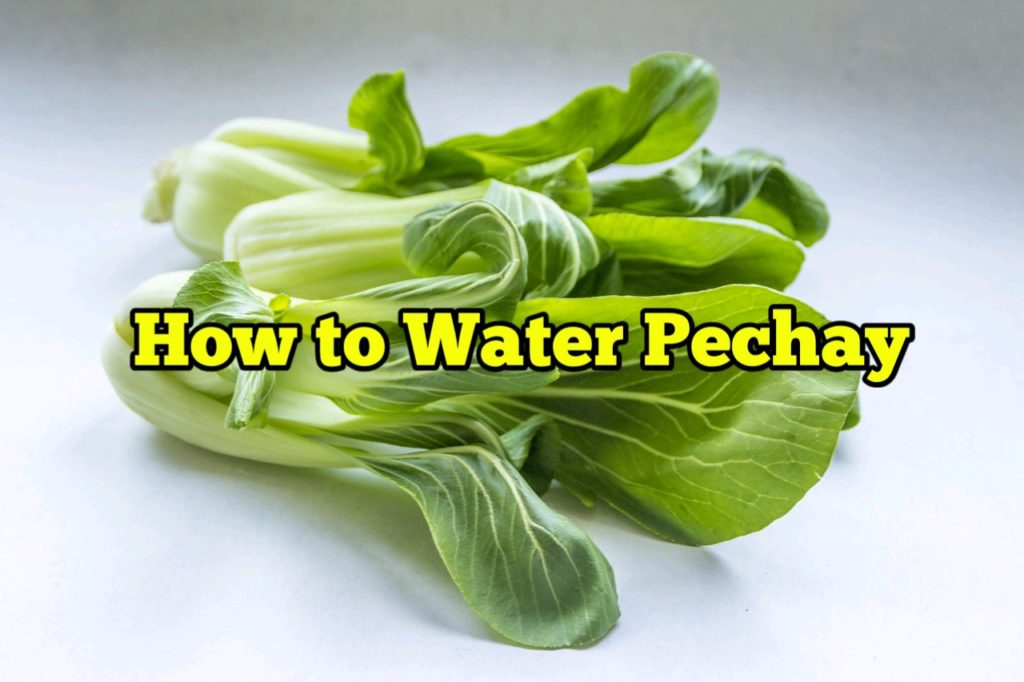 How to Water Pechay