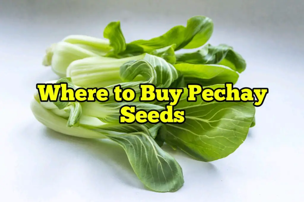 Where to Buy Pechay Seeds