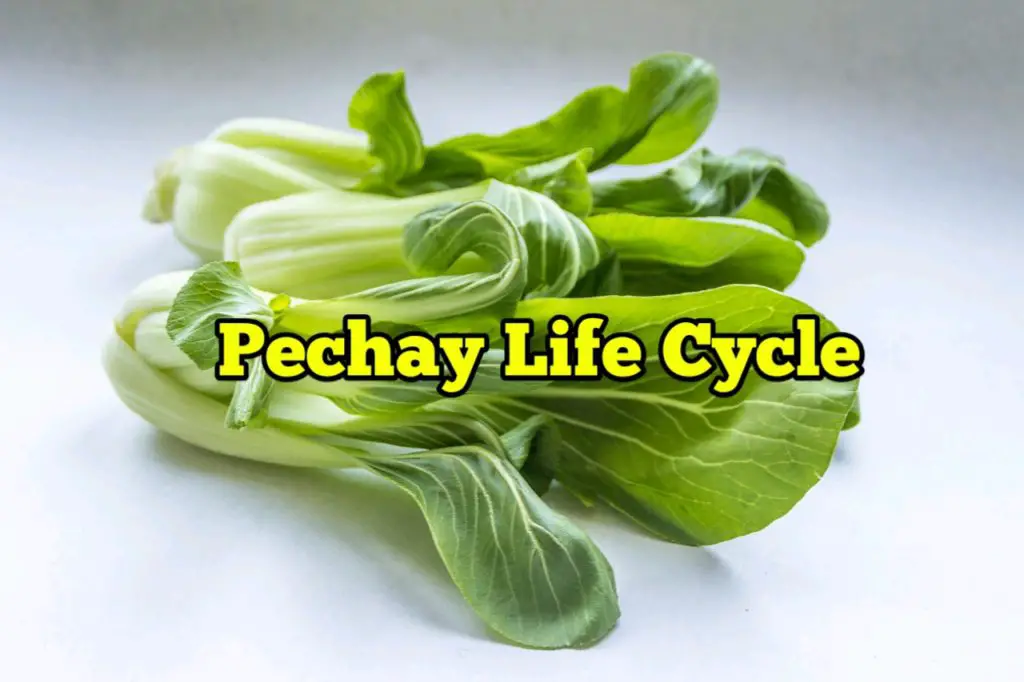 Pechay Life Cycle