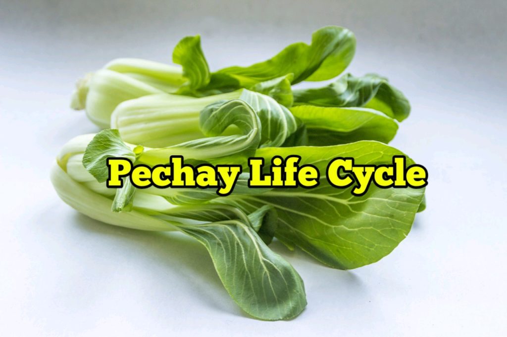 Pechay Life Cycle