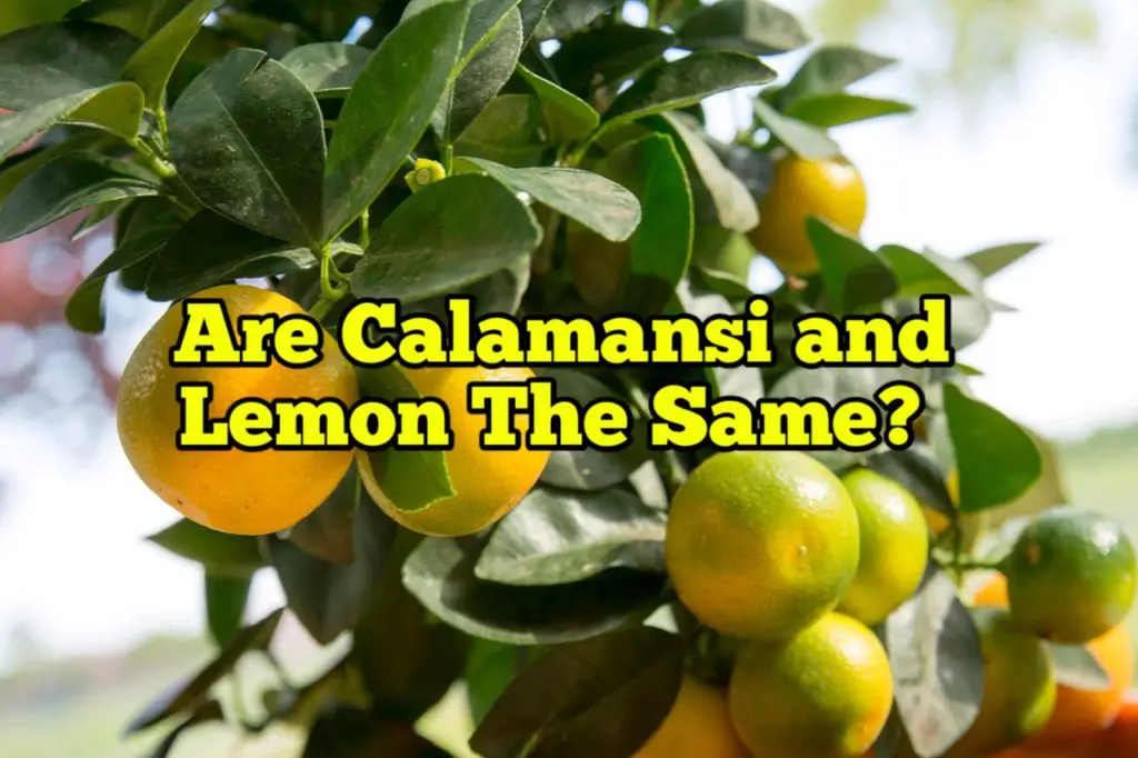 Are Calamansi and lemon the same
