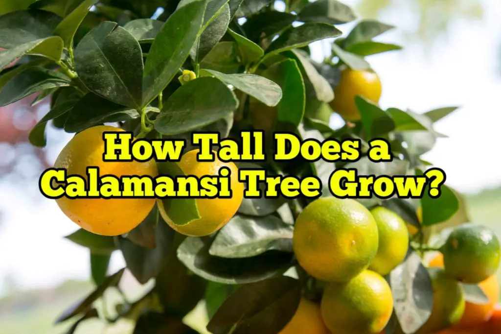 How Tall Does a Calamansi Tree Grow