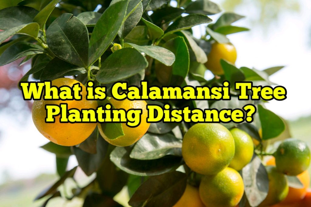 What is Calamansi Tree Planting distance