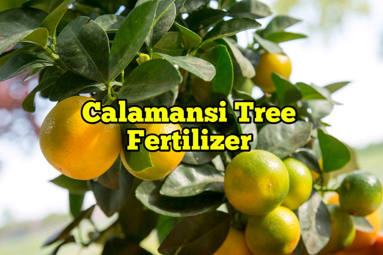 Calamansi Tree Fertilizer Rockets Garden