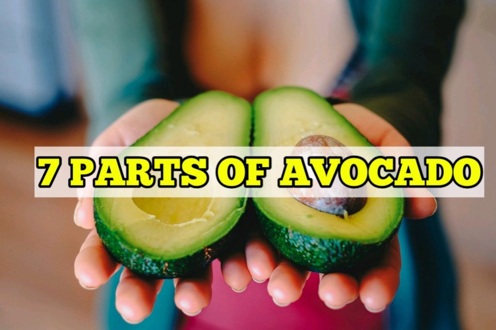 Parts of Avocado