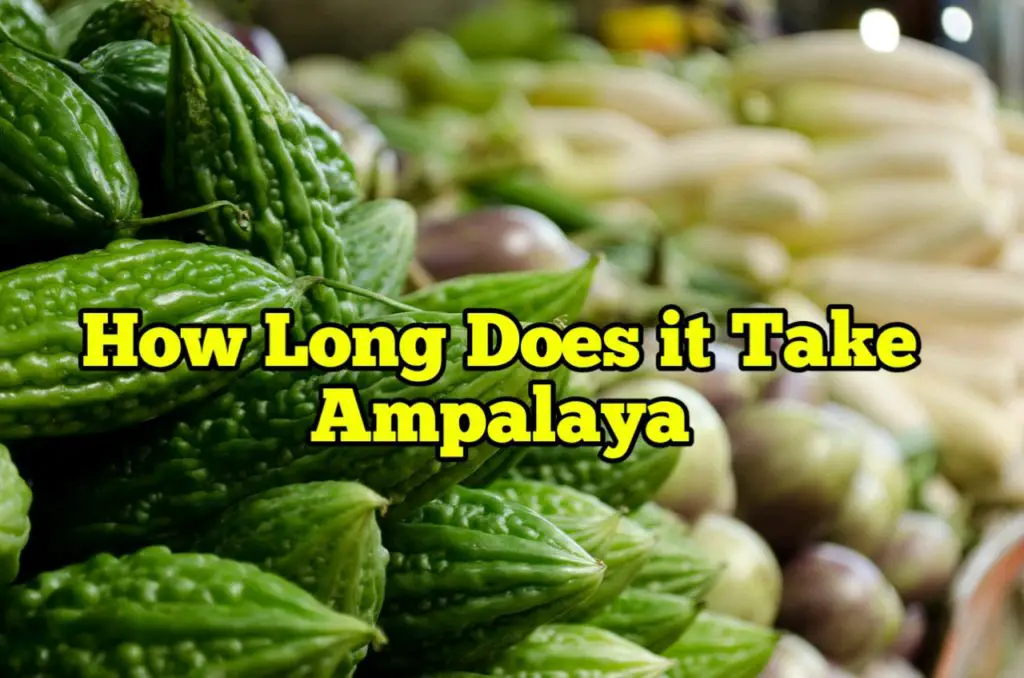How long does it take to grow ampalaya