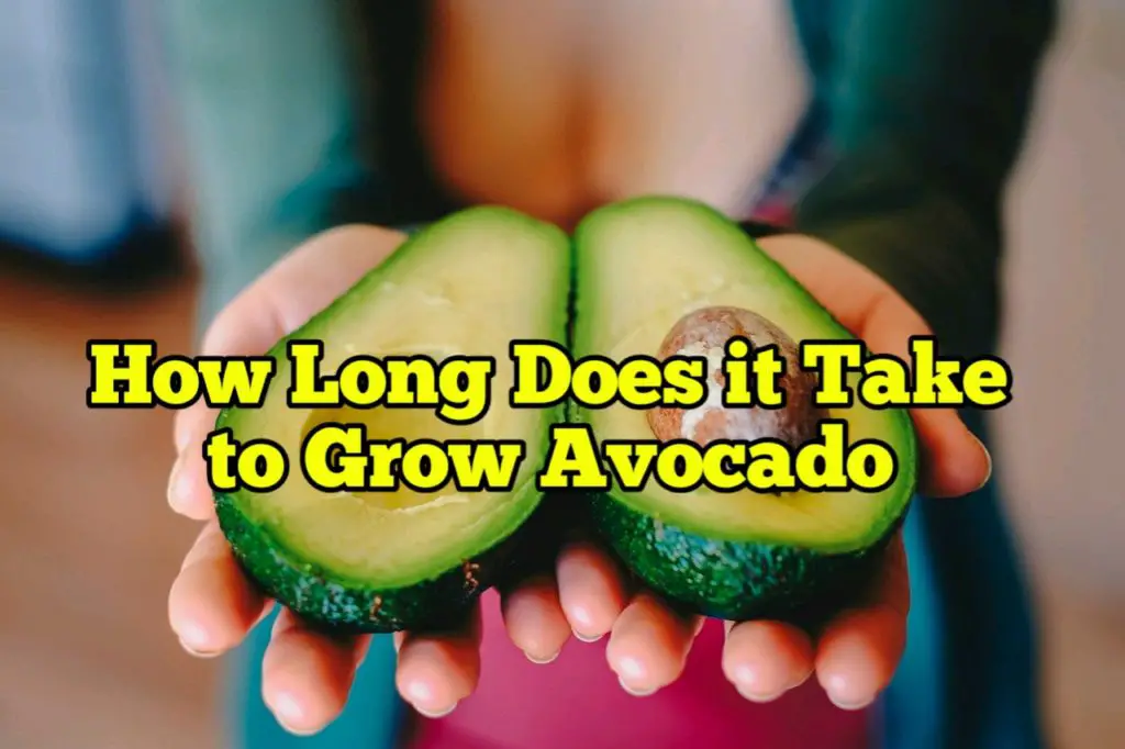 How Long Does it Take to Grow Avocado