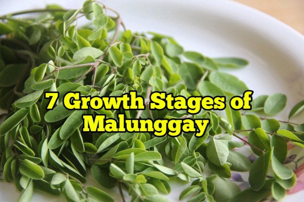 Growth Stages of Malunggay, Life Cycle