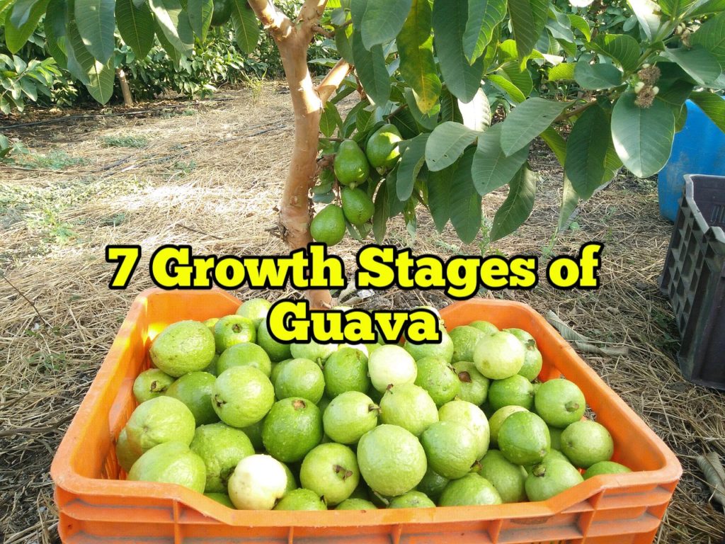 Growth Stages of Guava, Life Cycle
