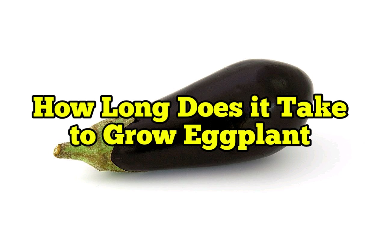 How Long Does it Take to Grow Eggplant Rockets Garden