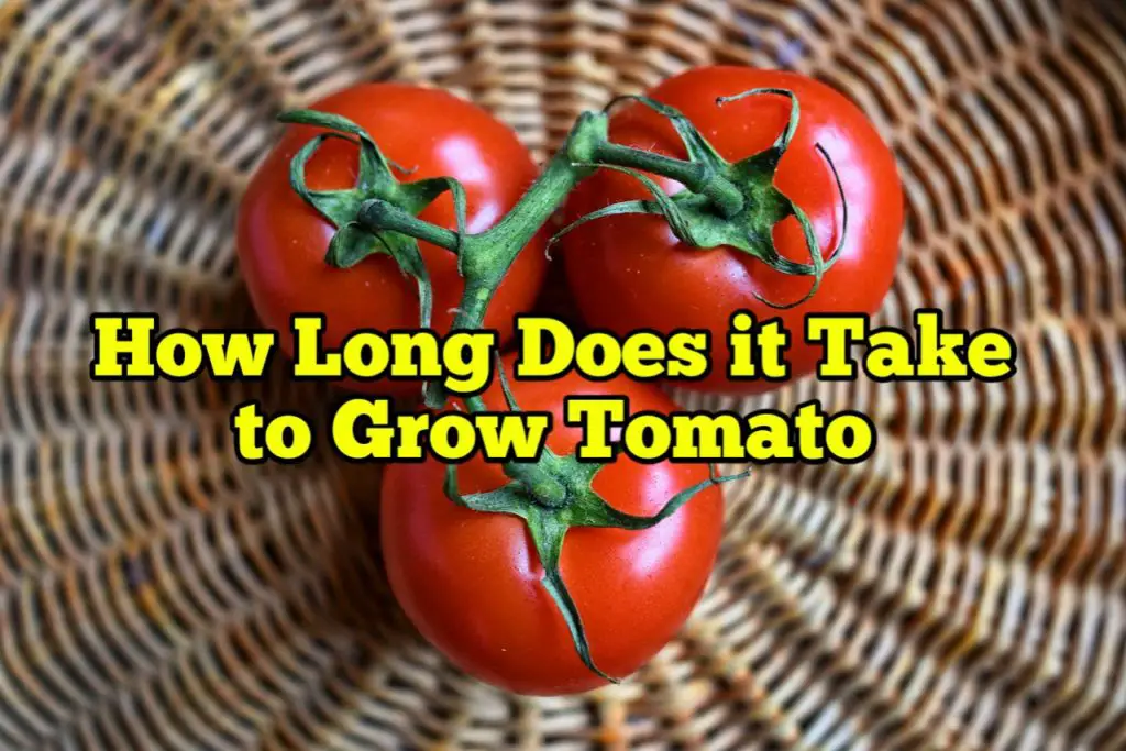 How Long Does it Take to Grow Tomato