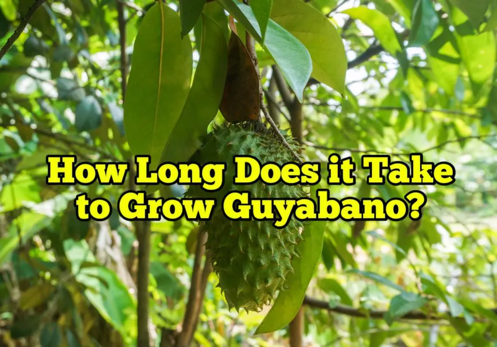 How Long Does it Take to Grow Guyabano