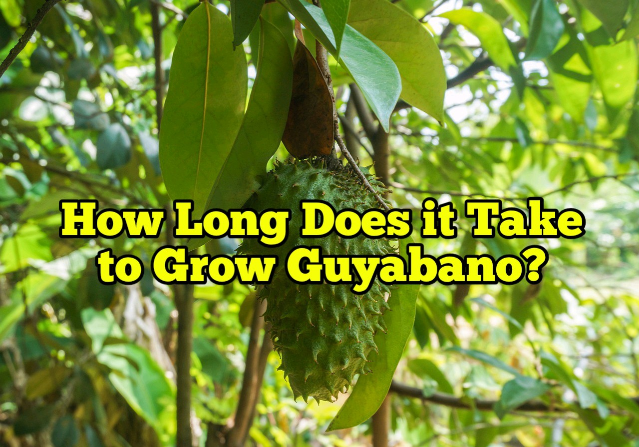 How Long Will Guyabano Bear Fruit? Rockets Garden