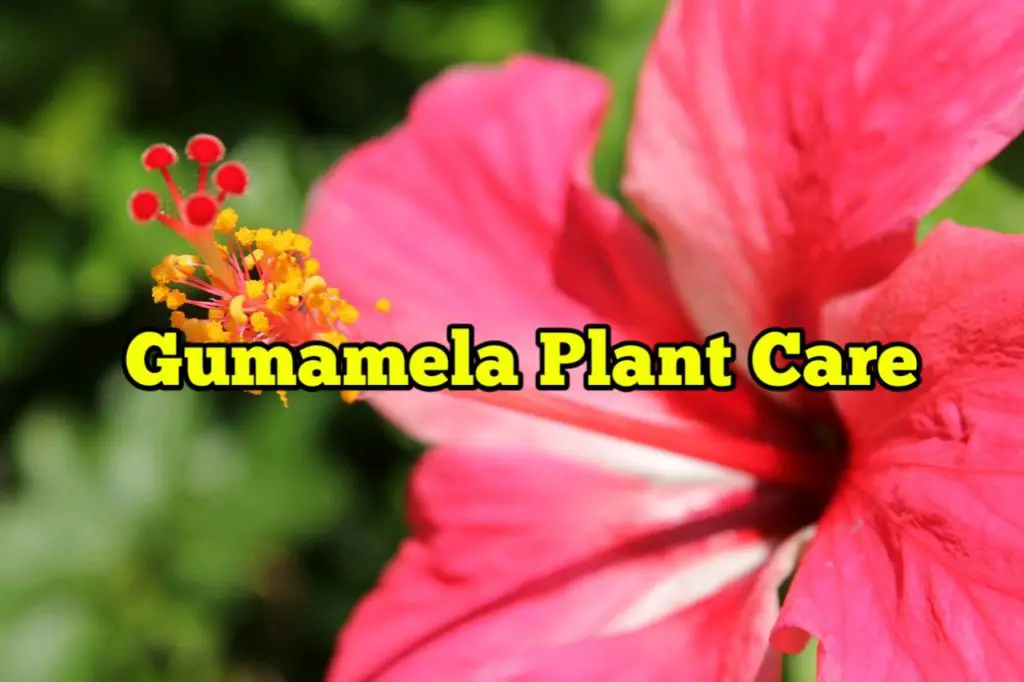 Gumamela Plant Care