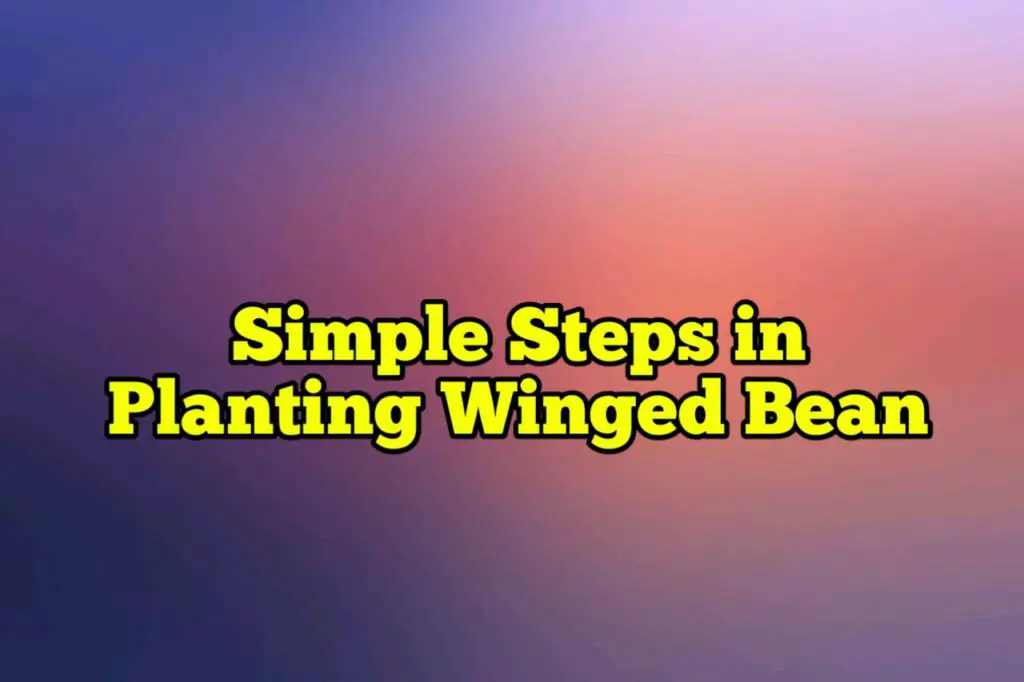 Simple Steps in Planting Winged Bean