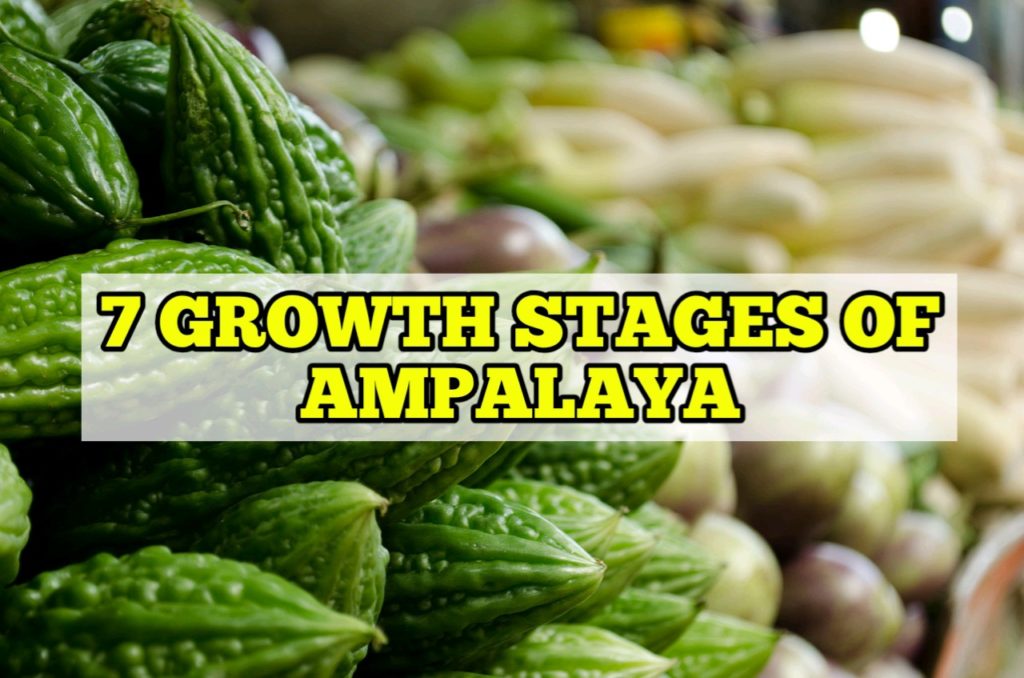 Growth Stages of Ampalaya, Life Cycle