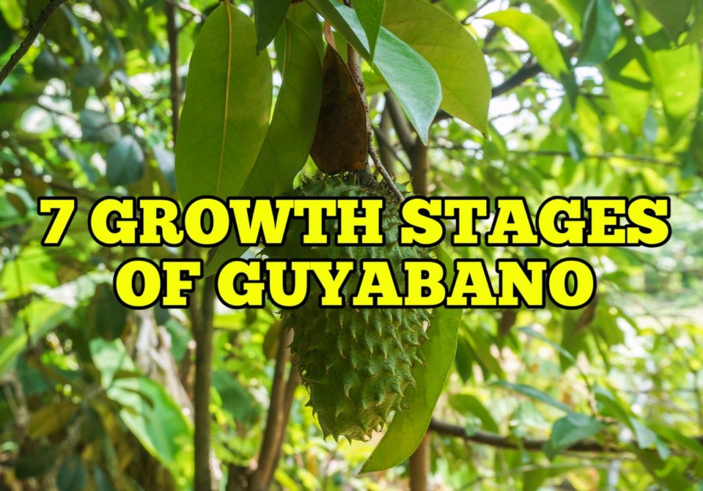 7 Growth Stages Of Guyabano Life Cycle Rockets Garden