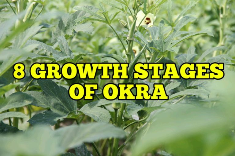 8 Growth Stages of Okra, Life Cycle Rockets Garden