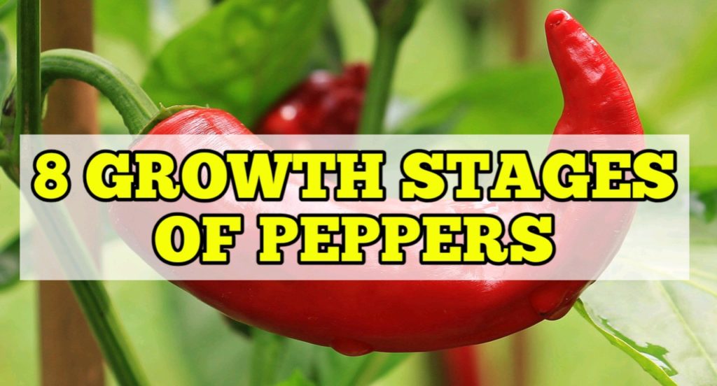 Growth Stages Of Peppers, Life Cycle