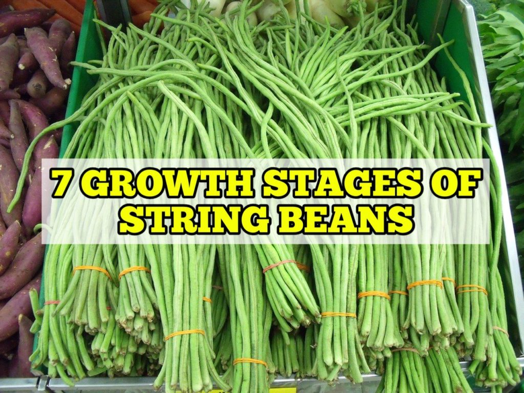Growth Stages of String Beans, Life Cycle