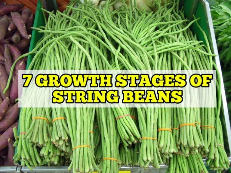 7 Growth Stages of String Beans, Life Cycle Rockets Garden