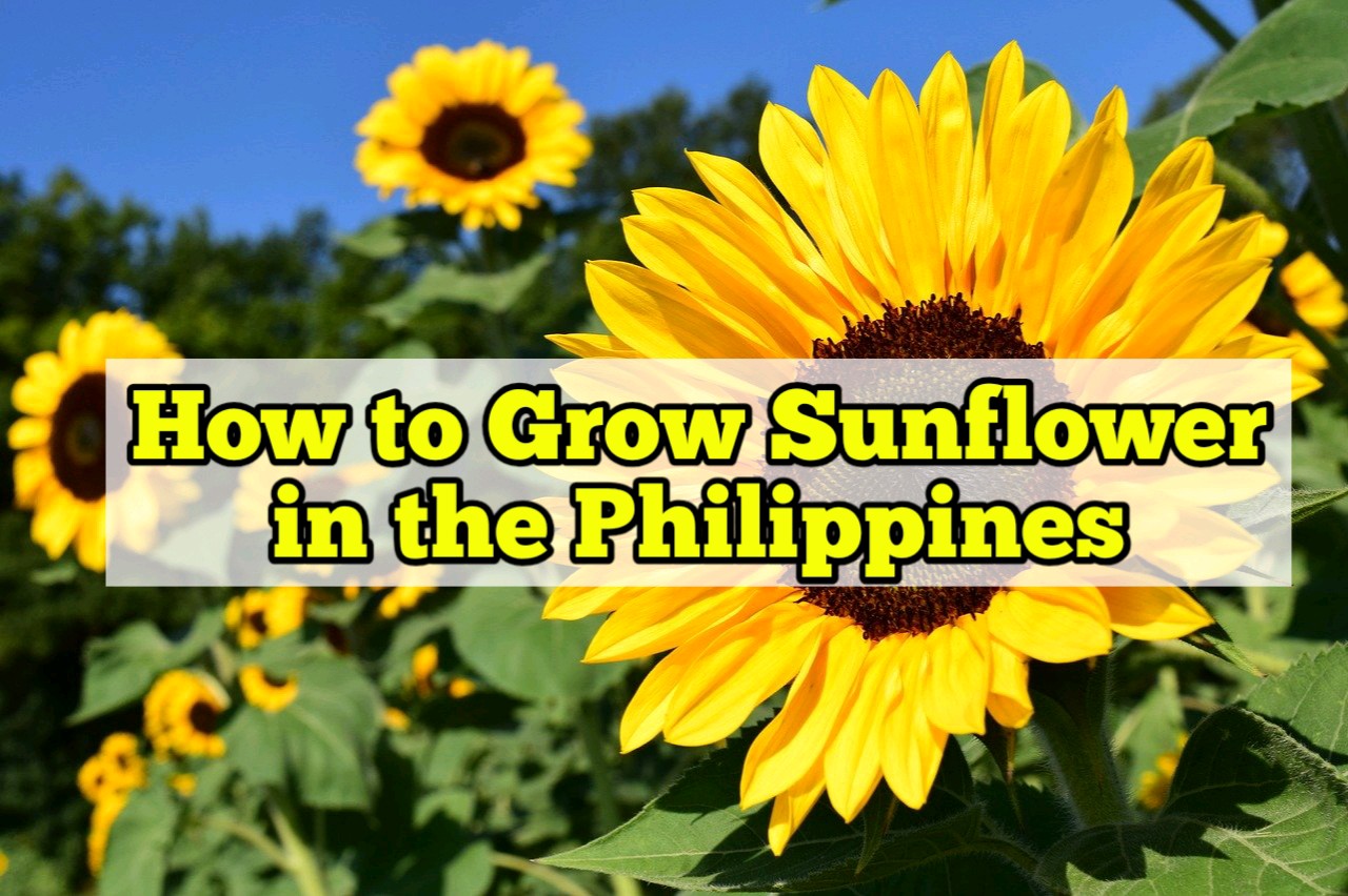 How to Grow Sunflower in the Philippines Rockets Garden