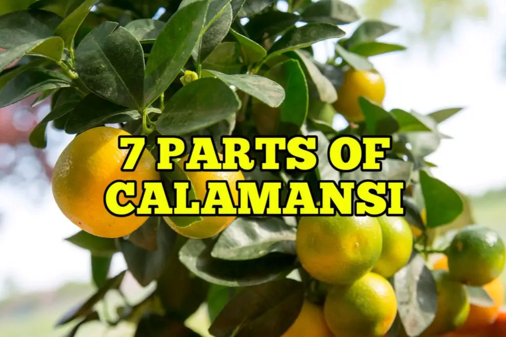 Parts of Calamansi