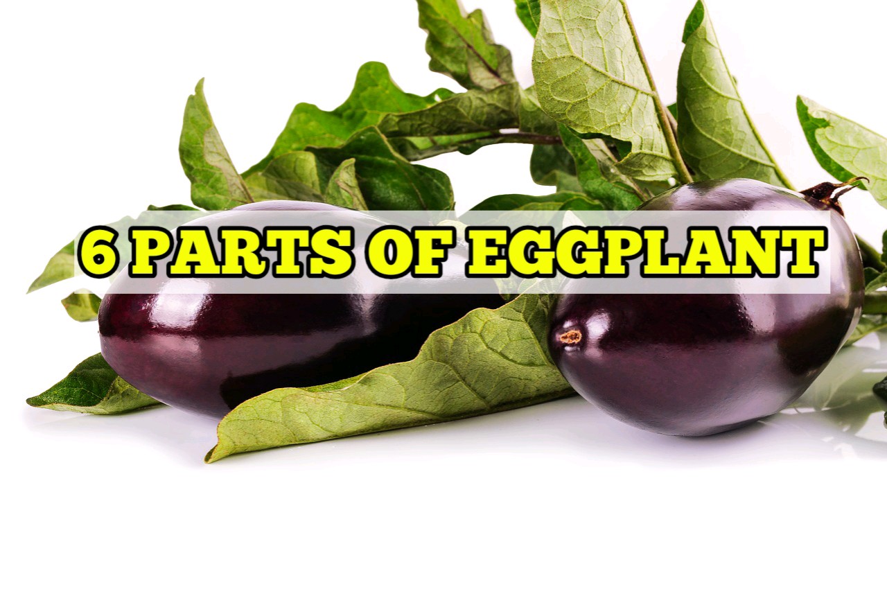 6 Parts of Eggplant