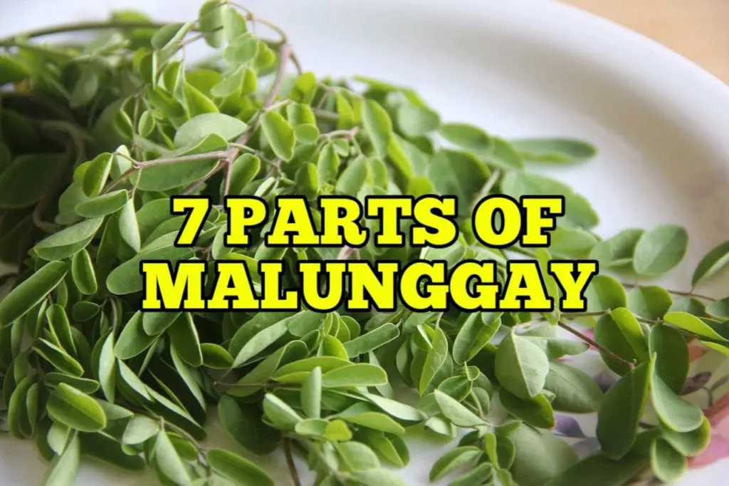 Parts of Malunggay