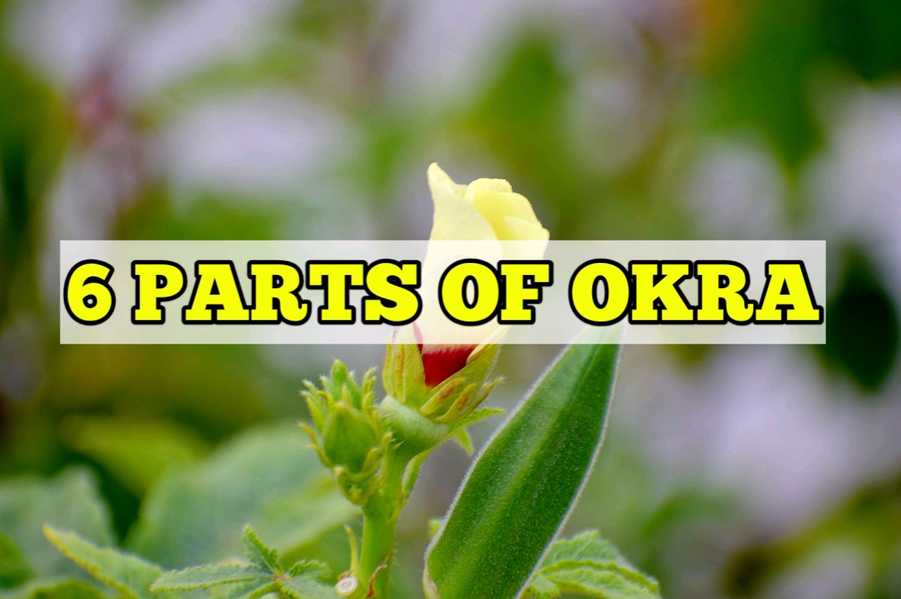6 Parts of Okra