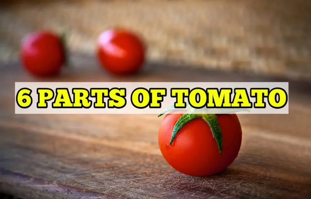 Parts of Tomato