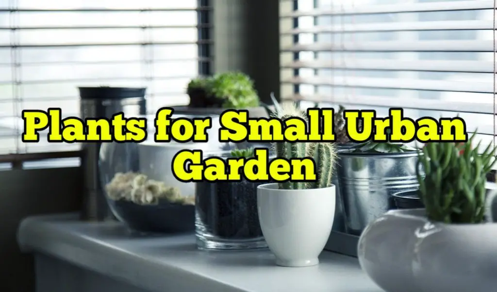 Plants for Small Urban Garden