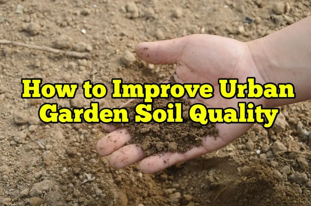 How to Improve Urban Garden Soil quality