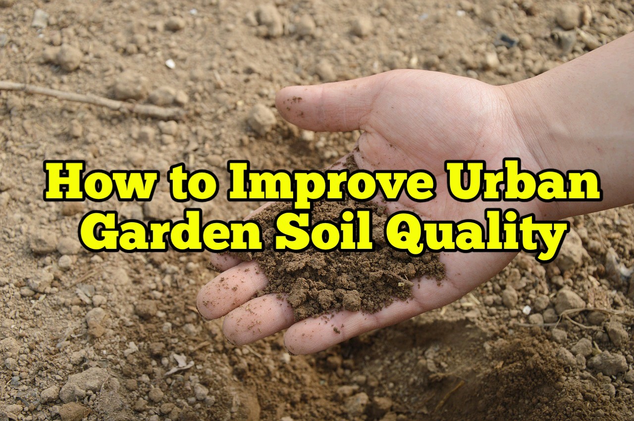How to Improve Urban Garden Soil Quality Rockets Garden